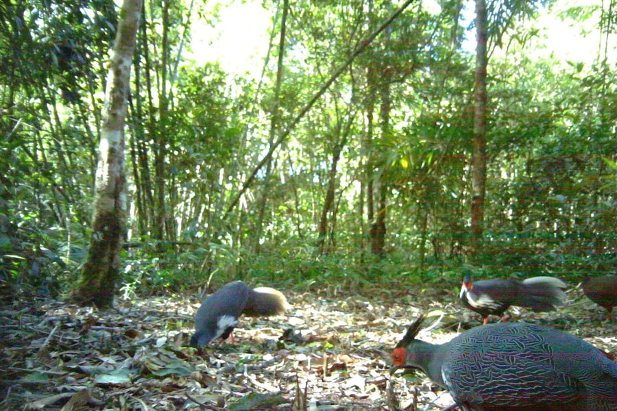 Gà lôi trắng xuất hiện tại Vườn quốc gia Chư Yang Sin