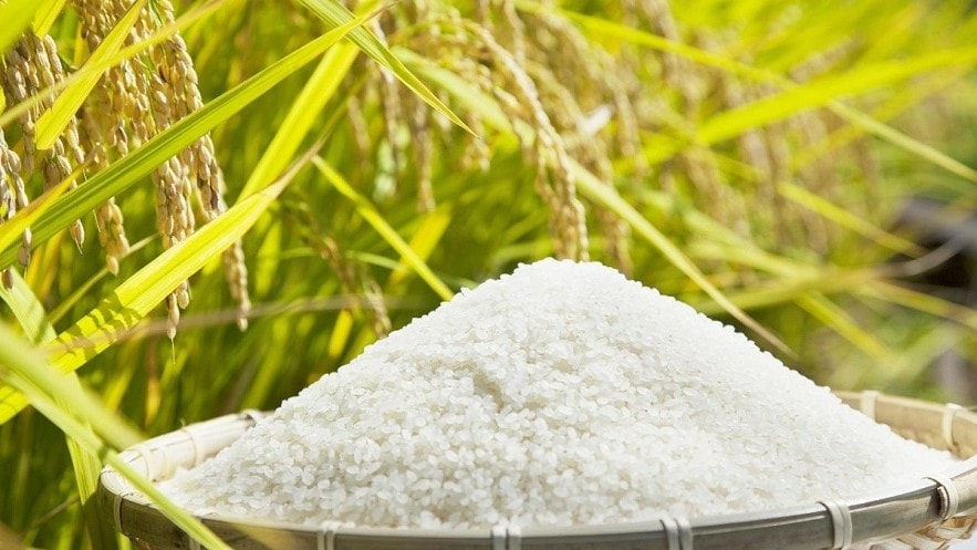 Giá lúa gạo hôm nay 27/9: Thị trường biến động nhẹ, gạo nguyên liệu giảm, giao dịch trầm lắng