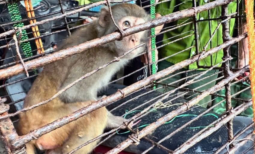 Hà Tĩnh: Thả cá thể khỉ mốc quý hiếm về rừng tự nhiên