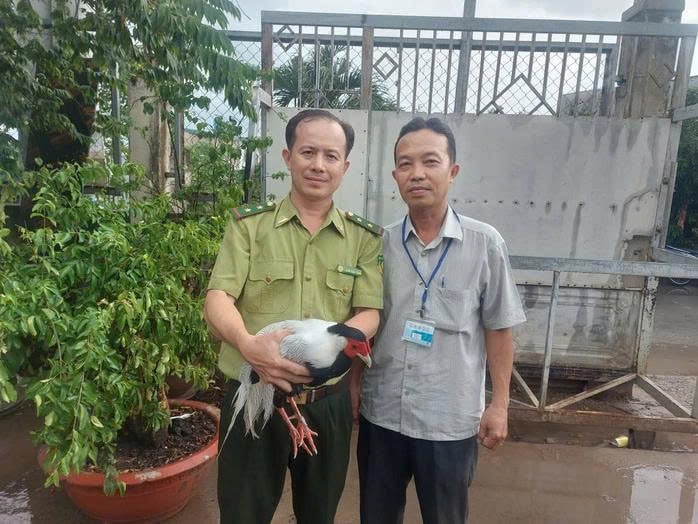 Gà lôi trắng đi lạc vào nhà dân được giao về trạm cứu hộ