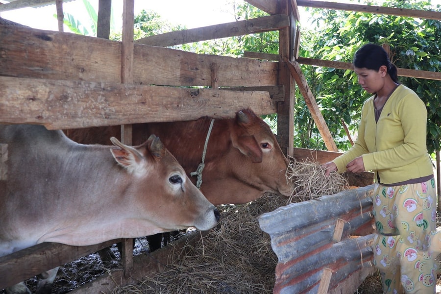 Tạo sinh kế cho người dân để thoát nghèo bền vững tại Quảng Ngãi