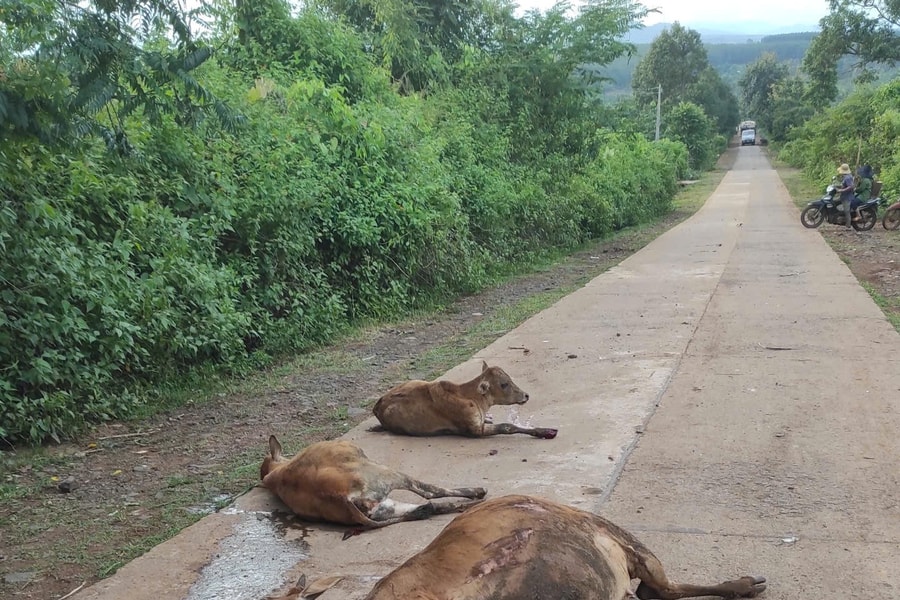Gia Lai: Xe tải mất phanh, tông 18 con bò chết tại chỗ