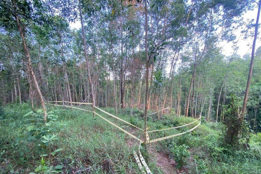 120 cây thông trong rừng phòng hộ ở Huế bị phá hoại