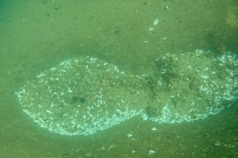 Khánh Hòa xác minh nghi vấn dùng thuốc nổ khiến cá chết ở Hòn Bạc