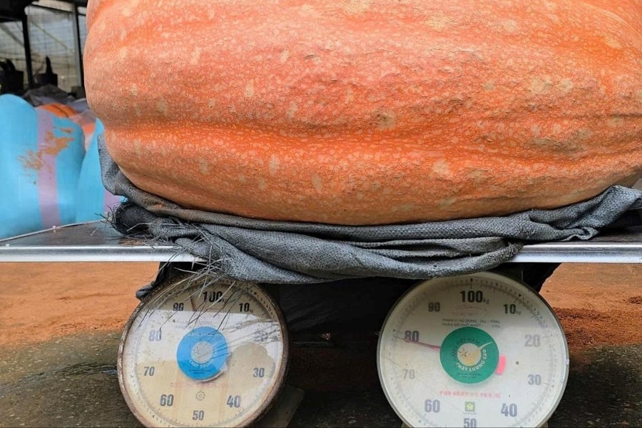 Quả bí ngô khổng lồ hơn 170kg ở Lâm Đồng phá kỷ lục Việt Nam
