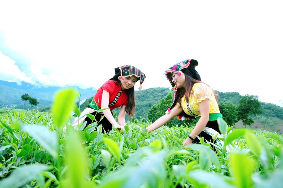 'Sống ảo' ở đồi chè Tân Uyên