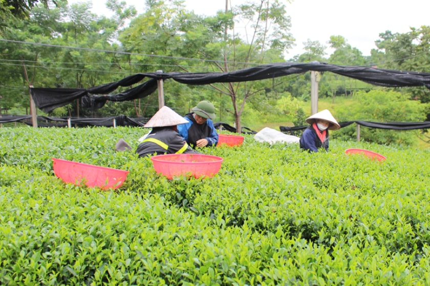 Thái Nguyên hướng đến mục tiêu giảm nghèo thực chất và bền vững