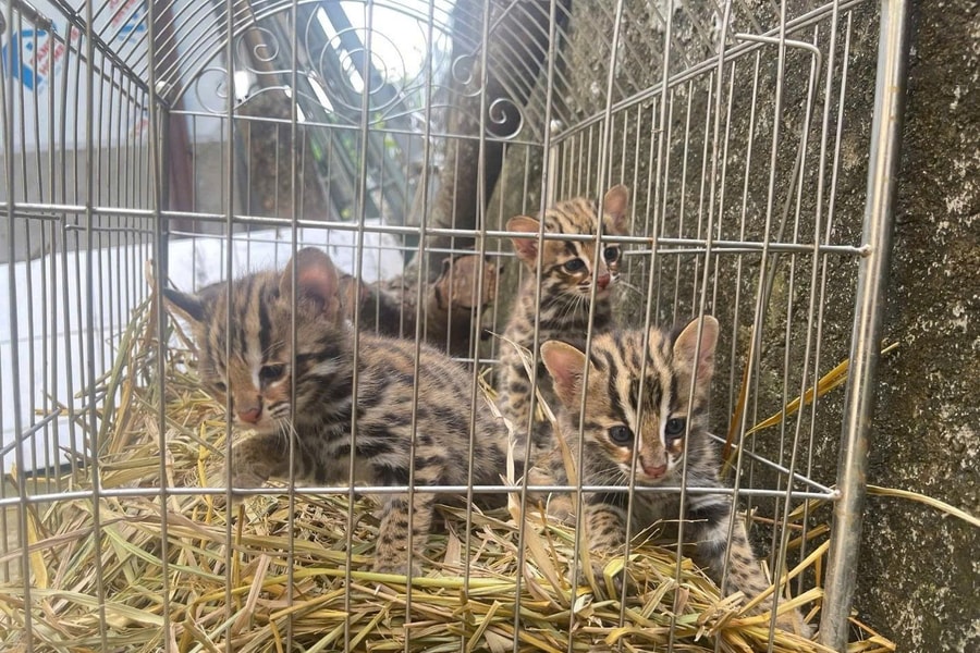 Phát hiện 3 cá thể mèo rừng quý hiếm bị vứt trong bao tải tại Lào Cai