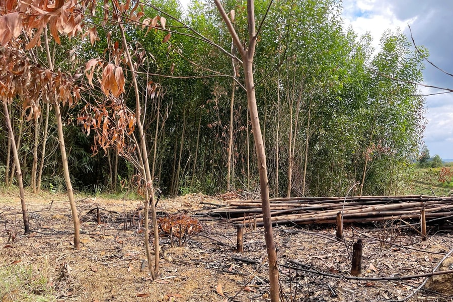 Huy động lực lượng truy tìm đối tượng đâm thiếu tá công an hy sinh ở Đắk Lắk