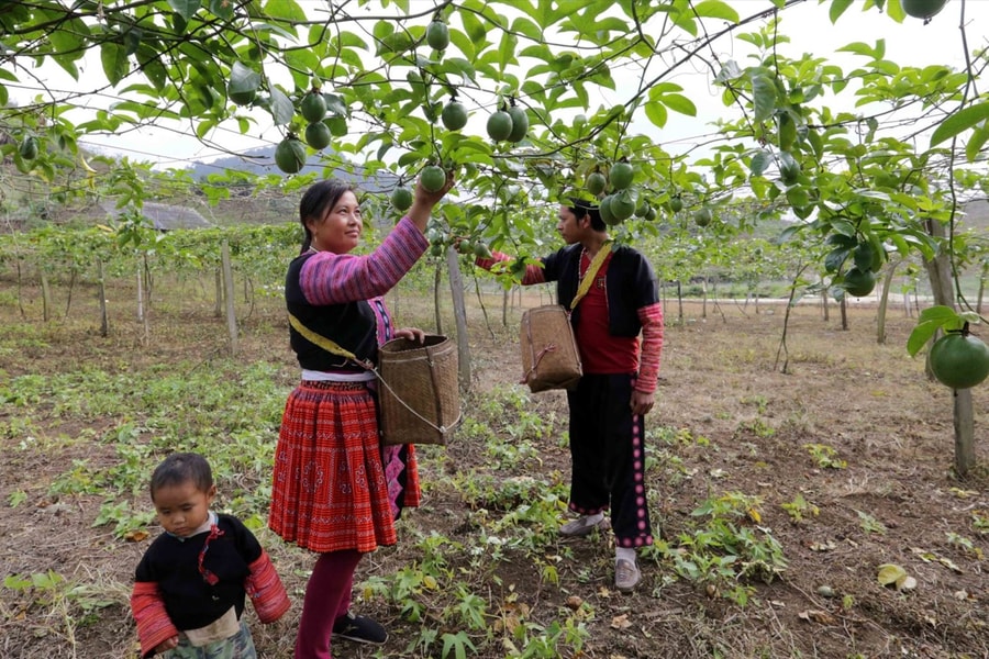 Giảm nghèo ở Sơn La: Những bước đi và kết quả tích cực