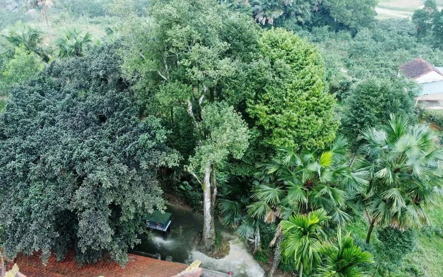 Hà Tĩnh: Hai cây trầm hương cổ thụ được công nhận Cây Di sản Việt Nam