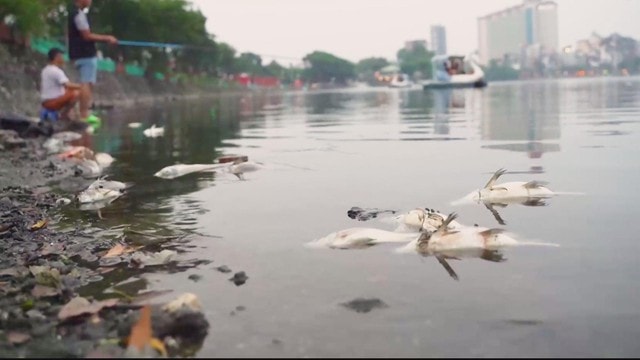 Hồ Trúc Bạch ô nhiễm nghiêm trọng, cá chết hàng loạt: Người dân lo ngại ảnh hưởng sức khỏe