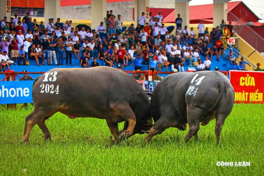 Sắp diễn ra Lễ hội chọi trâu Đồ Sơn VTV 2025