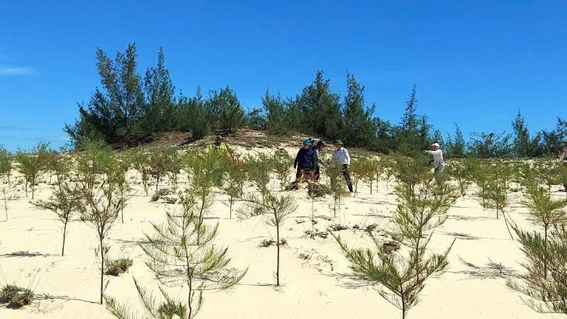 Quảng Trị phòng, chống sa mạc hóa ven biển với dự án hơn 13 triệu USD