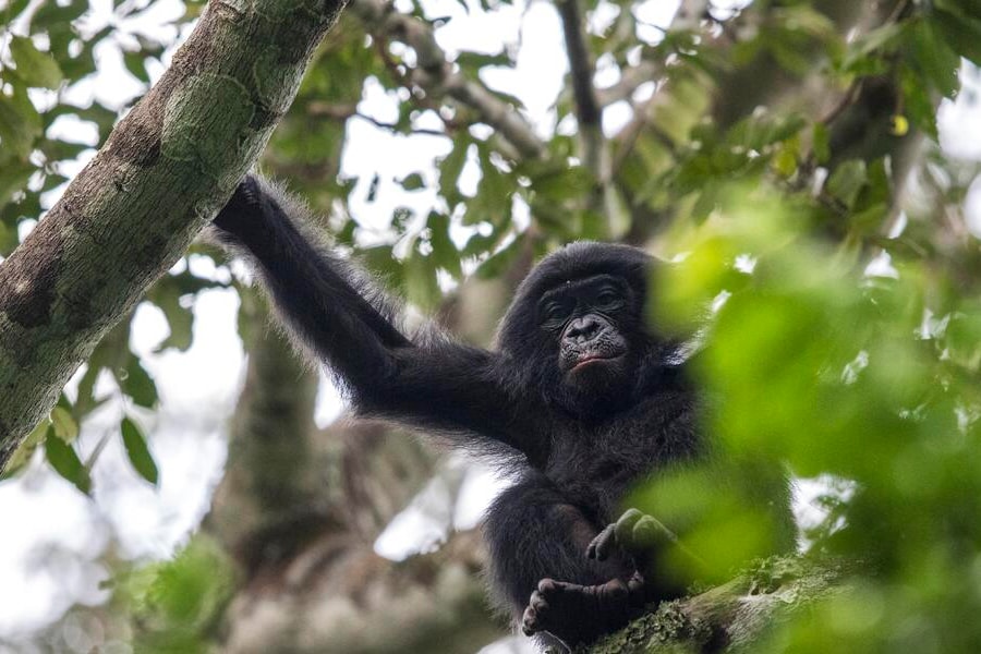 Trí tuệ nhân tạo và giấc mơ 'giải mã' ngôn ngữ động vật