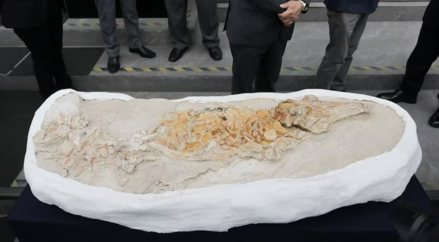 Peru phát hiện hóa thạch cá heo cổ đại 12 triệu năm tuổi ở sa mạc