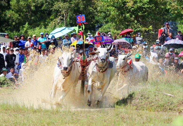 An Giang: 64 đôi bò tranh tài tại Hội đua bò Bảy Núi 2025