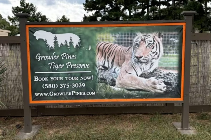 'Vua hổ' thiệt mạng sau khi bị hổ tấn công