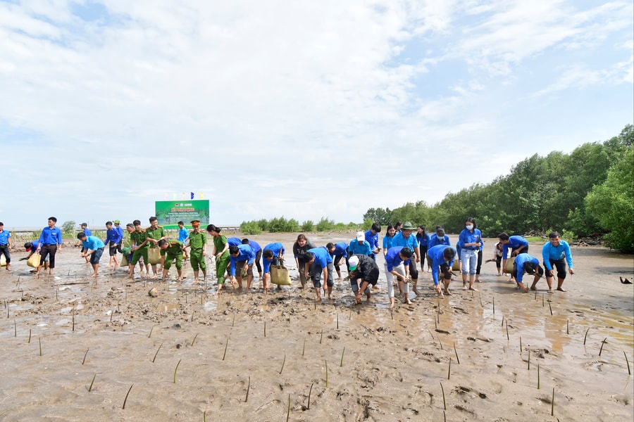 Cà Mau phục hồi rừng ngập mặn, phát triển vùng ven biển bền vững