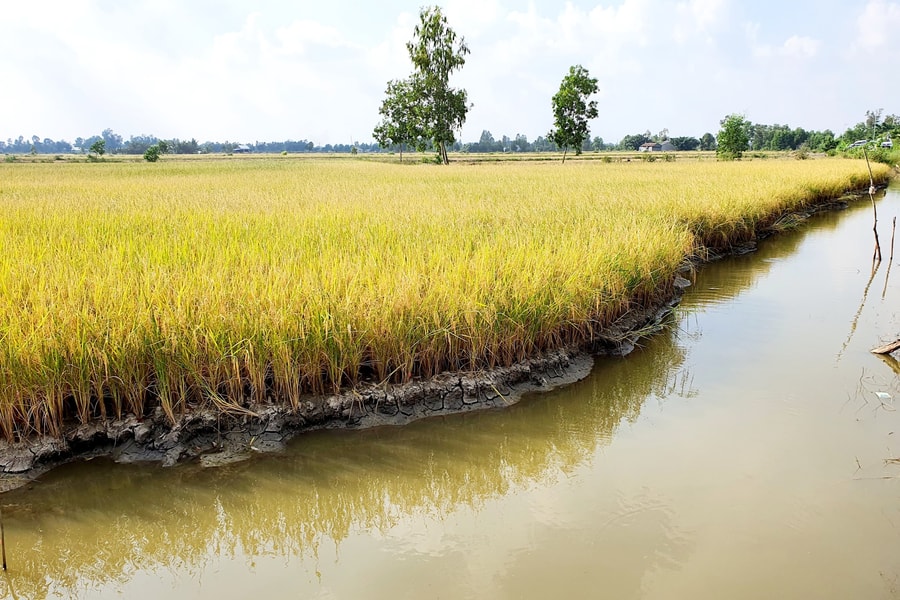 Hiệu quả từ mô hình “lúa thơm – tôm sạch” tại Cà Mau