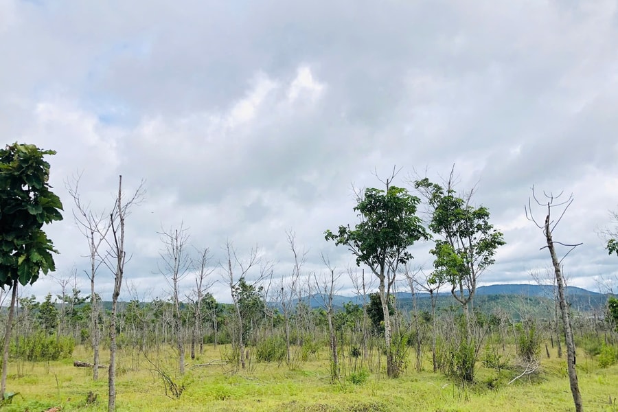 Chủ tịch tỉnh Gia Lai yêu cầu làm rõ hàng chục nghìn ha cao su bị chết, kém phát triển