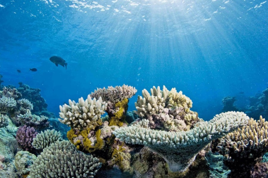 Đại dương toàn cầu 'trượt' bài kiểm tra sức khỏe khi độ axit vượt ngưỡng nguy hiểm