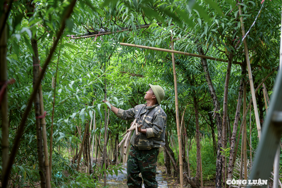 Người dân trồng đào Nhật Tân căng mình bảo vệ vườn trước những ảnh hưởng từ 2 cơn bão liên tiếp