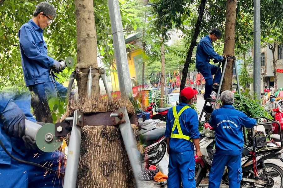 Hàng loạt cây xanh bị gông sắt trên phố Khâm Thiên (Hà Nội) đang được tiến hành tháo gỡ