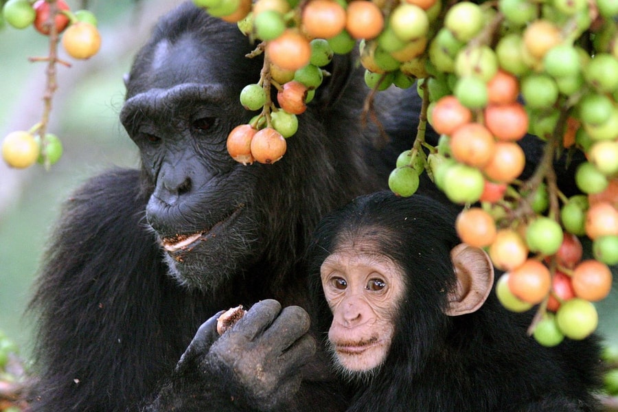 Nghiên cứu hé lộ tinh tinh cũng có thói quen 'nhậu'