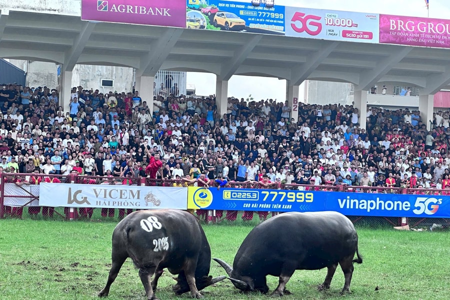 Hải Phòng: Đặc Sắc Lễ hội chọi trâu Đồ Sơn - VTV 2025