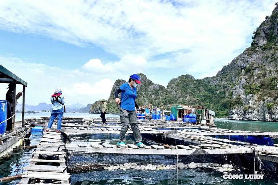 Nuôi trồng thủy sản ở Quảng Ninh: Vì sao ngư dân chưa "mặn mà" làm hồ sơ cấp phép?