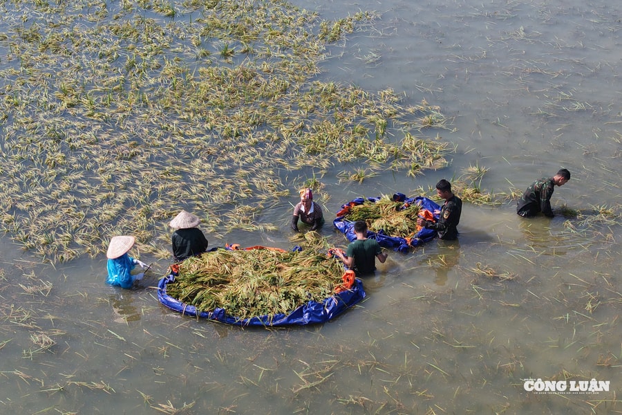 Nông dân xã Đa Phúc (Hà Nội) thu hoạch lúa mùa bị ngập