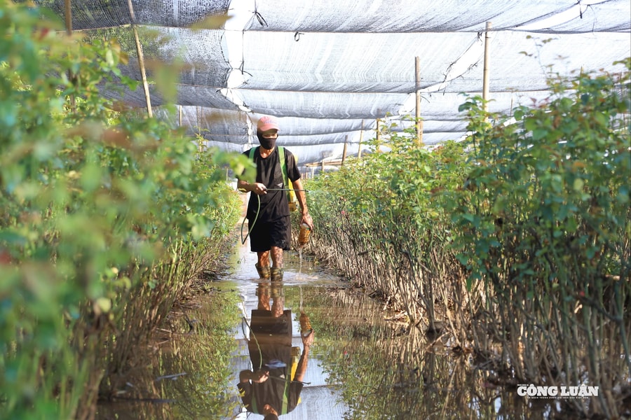 Hà Nội: Làng hoa Tây Tựu ngập nặng, người dân ngày đêm xả nước cứu hoa