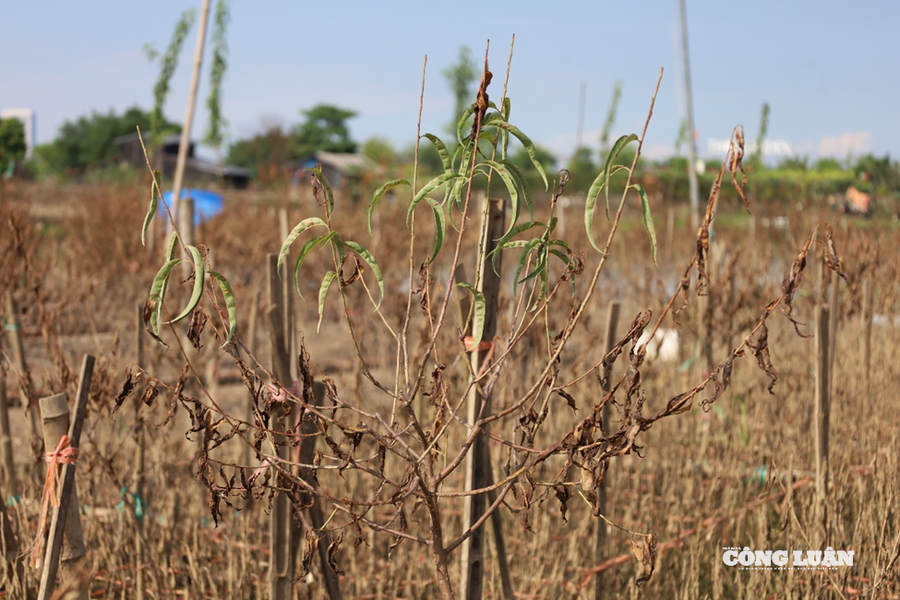 Người trồng đào Nhật Tân “khóc ròng” sau lũ