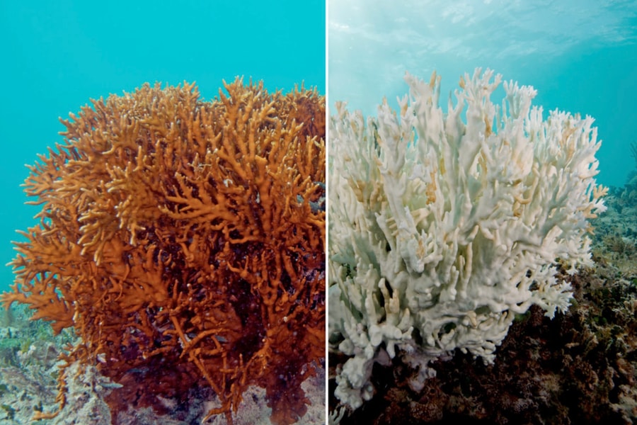 Cảnh báo về 'điểm tới hạn' nóng lên toàn cầu trước thềm COP30