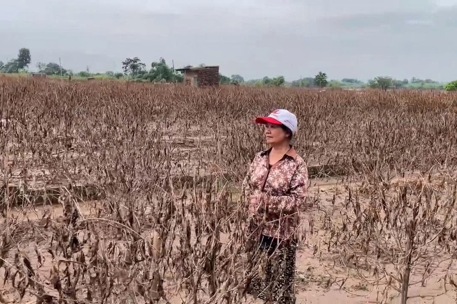 Người trồng đào Phú Thượng chưa kịp trả nợ nay lại trắng tay