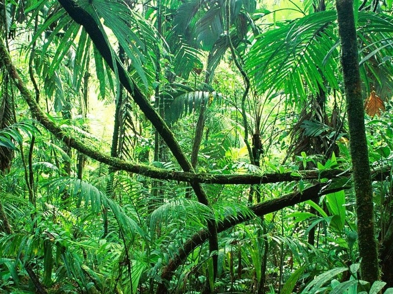 Rừng mưa nhiệt đới Úc bất ngờ trở thành nguồn phát thải carbon