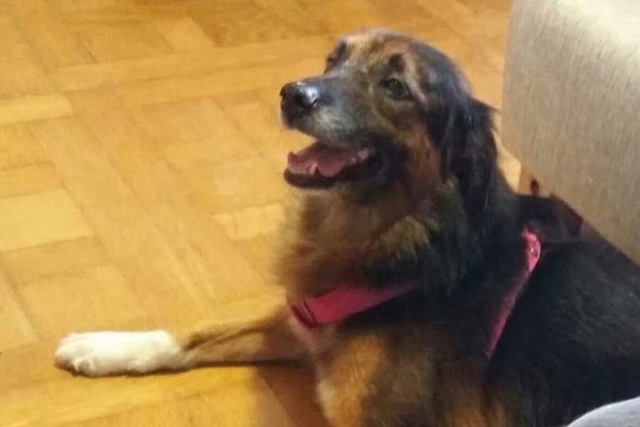 Tòa án châu Âu phán quyết vụ thú cưng bị lạc trên chuyến bay