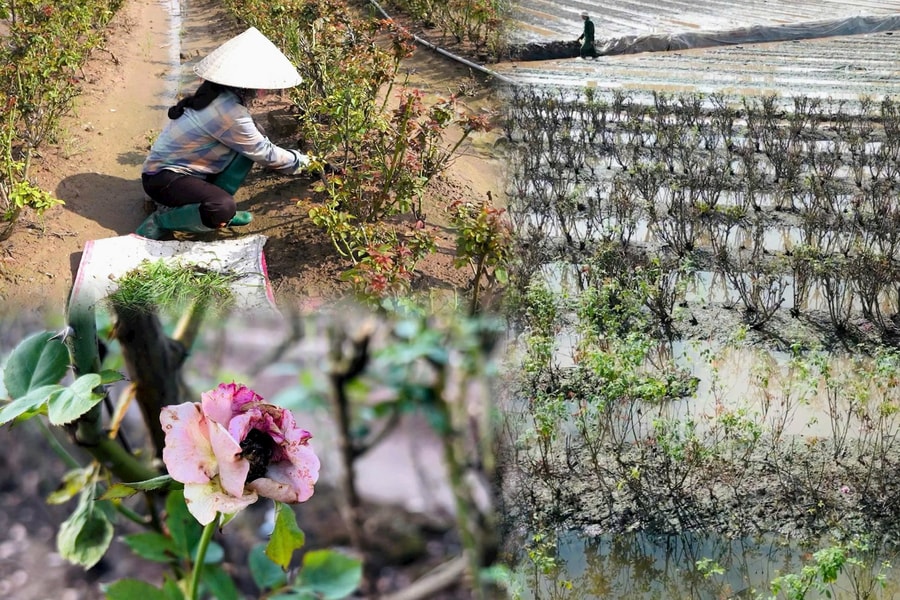 Không có hoa để bán, làng hoa lớn nhất Thủ đô mất trắng vụ 20/10