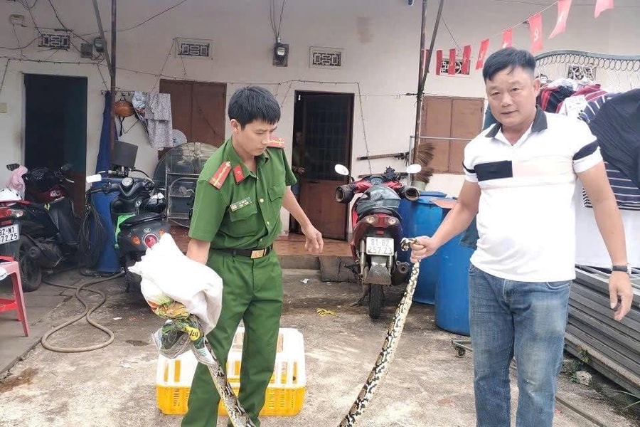 Gia Lai: Một cá thể trăn ‘khủng’ bò ngang qua Quốc lộ 14