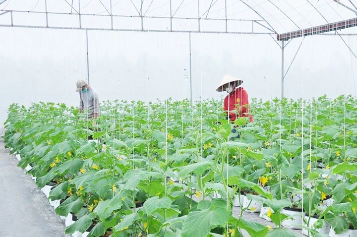 Hưng Yên: Đẩy mạnh ứng dụng khoa học kỹ thuật, nông dân tăng thu nhập hàng trăm triệu đồng