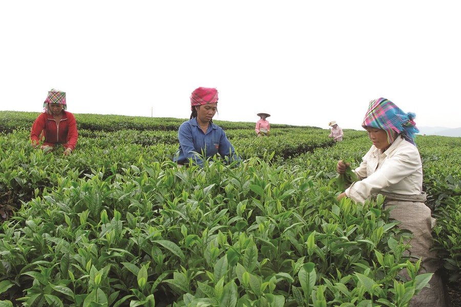 Lai Châu và mục tiêu giảm nghèo bền vững, hạn chế tái nghèo