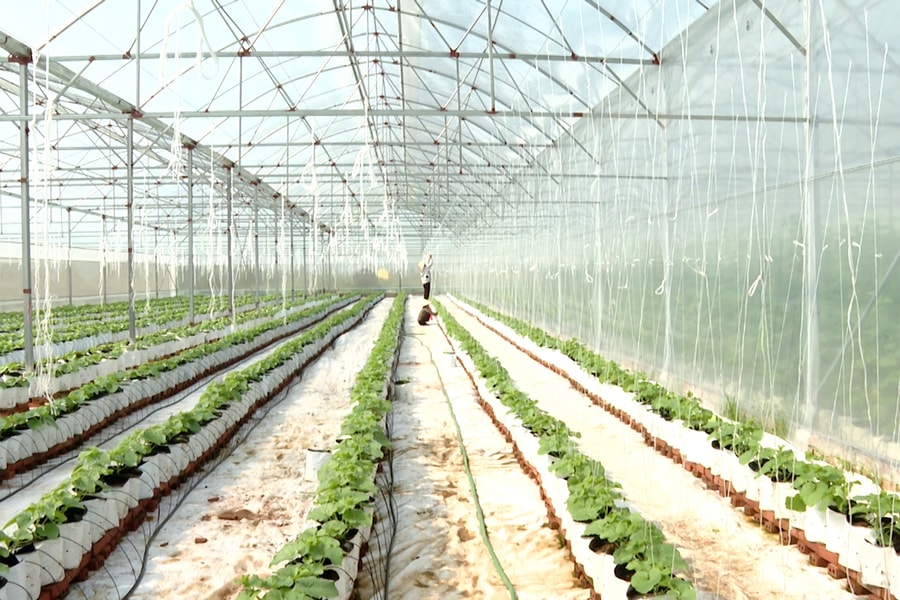 Ninh Bình: Ngành nông nghiệp và môi trường duy trì phát triển ổn định, GRDP nông, lâm, thủy sản tăng 2,63%