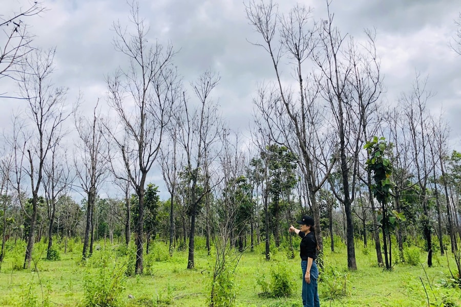 Chủ tịch UBND tỉnh Gia Lai chỉ đạo “nóng” vụ hàng chục nghìn ha cao su bị chết, kém phát triển