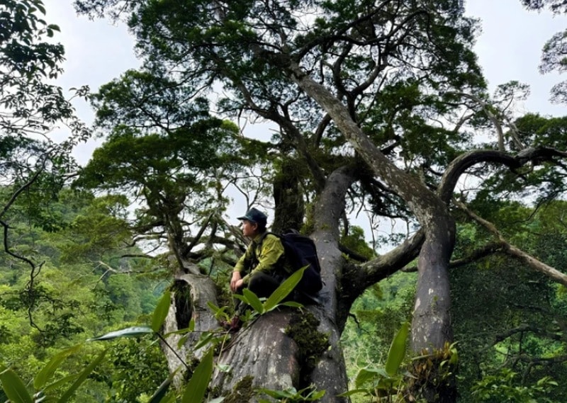 Quảng Trị xây dựng tour du lịch khám phá bách xanh đá Phong Nha - Kẻ Bàng