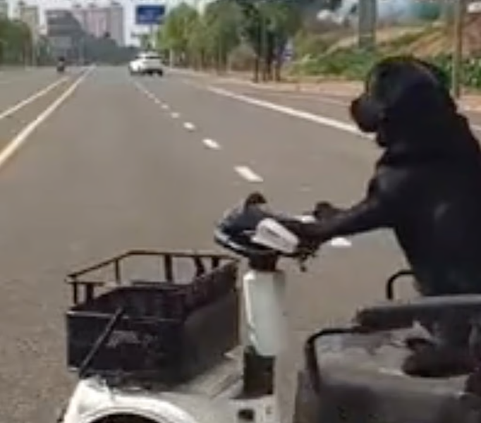 Chó lái xe gây sốt mạng xã hội Trung Quốc, chủ bị cảnh sát cảnh cáo