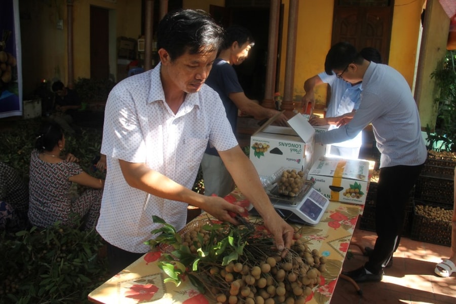 Lập hồ sơ Tri thức trồng và chế biến nhãn lồng Hưng Yên trình UNESCO