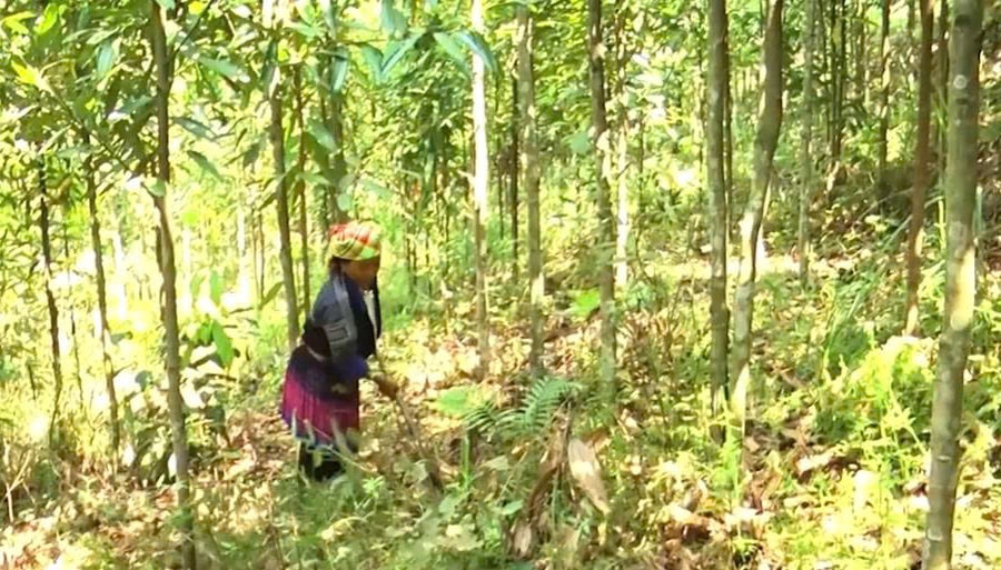 Trạm Tấu (Lào Cai): Giảm nghèo bền vững là nhiệm vụ xuyên suốt