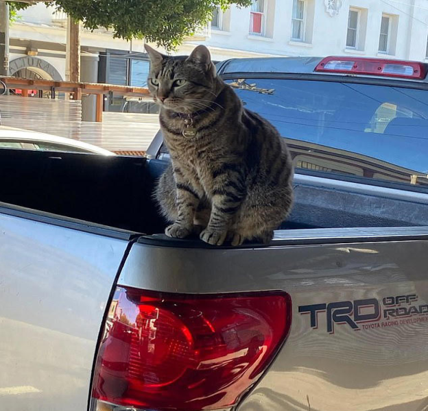 Cộng đồng mạng phẫn nộ vì xe tự lái của Google cán chết chú mèo nổi tiếng mà không dừng lại