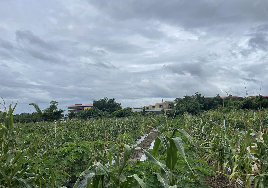 'Nhân viên lừa đảo' ở Myanmar chọn lương 1.400 USD thay vì bỏ trốn